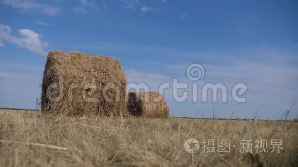 农业养殖概念慢动作视频.. 生活方式干草堆在美丽的蓝天下的麦田里