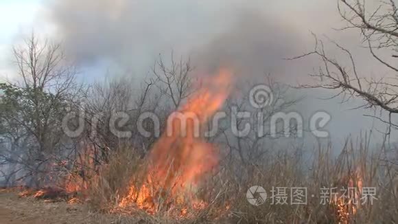 在稀树草原上生火视频