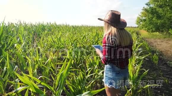 生活方式智能养殖慢动作视频概念.. 女孩农学家在玉米地里拿着平板电脑触摸板电脑