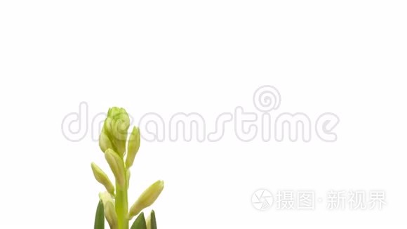 白色风信子花时间流逝