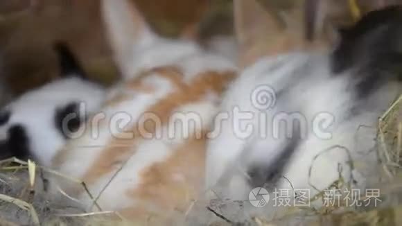 兔子一家人在笼子里吃稻草视频