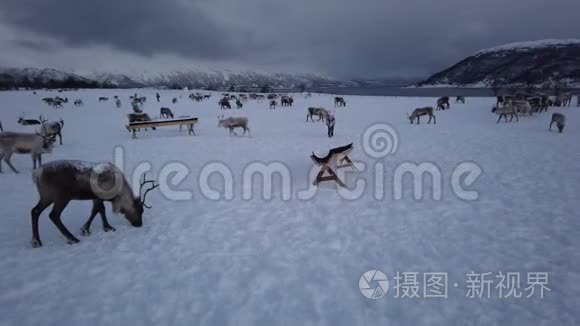 冬季萨米人营地的驯鹿牧民