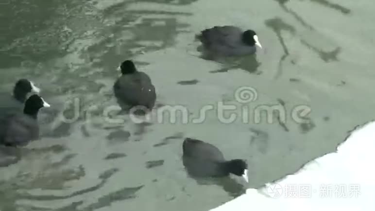 一群鸟站在结冰的河流的冰川上视频