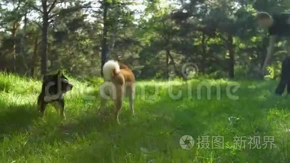 两只石坝狗走过夏天的森林视频