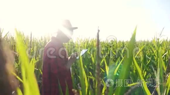 生活方式智能农耕概念慢动作视频.. 男子农艺师在玉米地里拿着平板电脑。