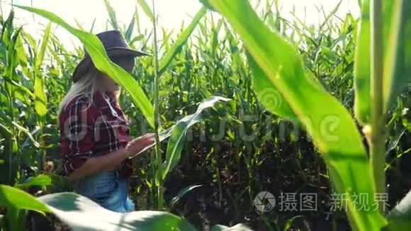 智能农业慢动作视频概念。农学女持平板触摸屏电脑在玉米地里学习