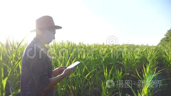 智慧农业慢动作视频概念.. 男人的生活方式农学家在玉米地里拿着平板电脑板电脑。