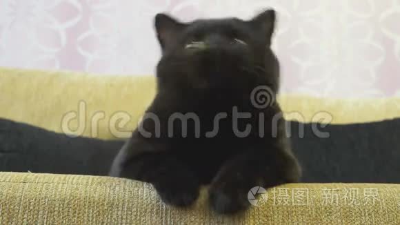 一只眼睛橙色的英国黑猫在寻找玩具