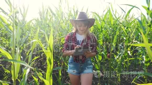 智慧农业慢动作视频概念.. 女孩农学家在玉米地里拿着平板电脑，正在学习