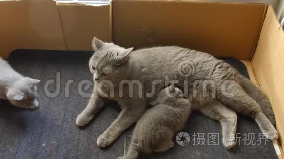 英国寿星妈妈喂她的小猫视频