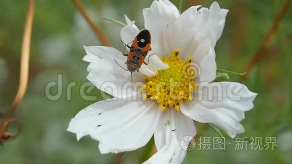 白花上的野生昆虫视频