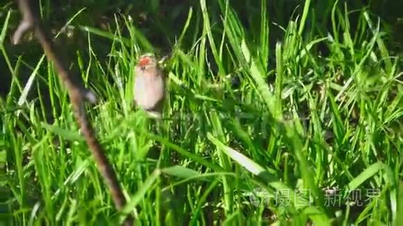 草丛中的五月虫甲虫视频