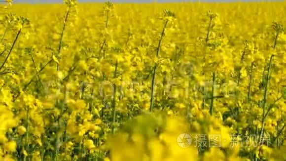 五彩缤纷的油菜花田野视频