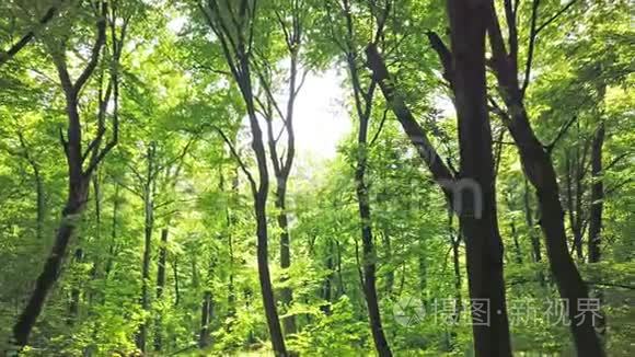 绿林带着树木和阳光穿过树叶视频