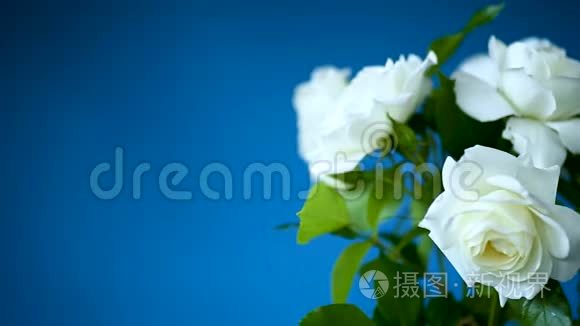 蓝色的白色玫瑰花束视频