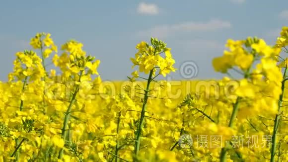 五彩缤纷的油菜花田野视频