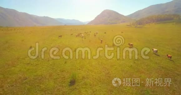 在阳光明媚的夏季早晨，低空飞行在带岩石的新鲜快山河上。