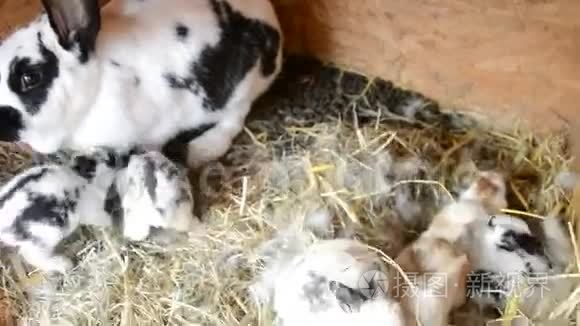 兔子一家人在笼子里吃稻草视频