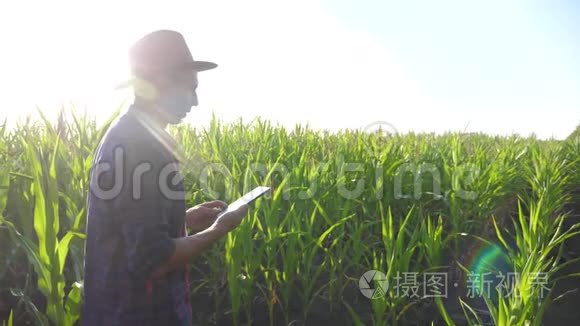 智慧农业慢动作视频生活方式理念.. 农学家在玉米地里拿着平板电脑。