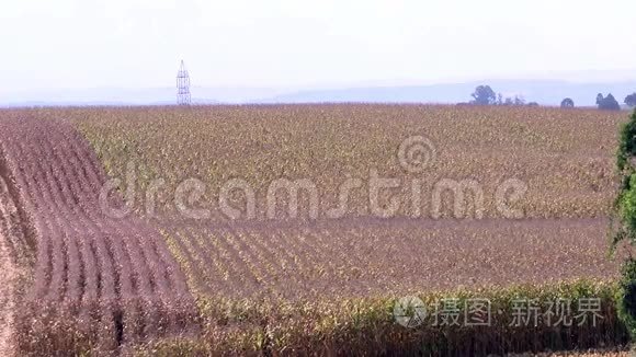 玉米田间植物素视频