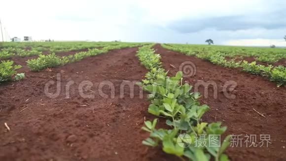 花生田种植园自然视频