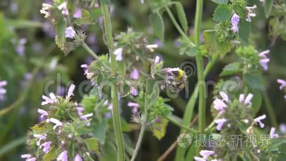 大黄蜂在采集花蜜视频