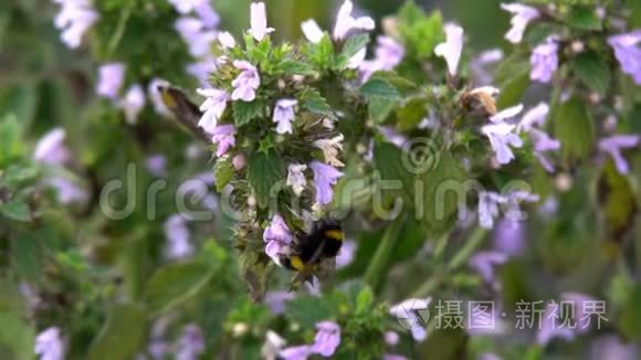 大黄蜂在采集花蜜视频