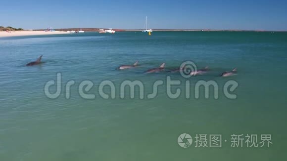 一只海豚在水下视频