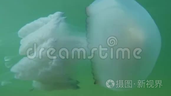 美杜莎水母在海水中慢慢漂浮视频