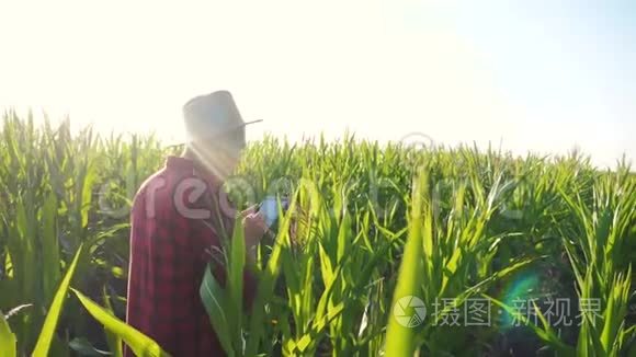 智慧农业慢动作视频概念.. 农学家在玉米地里拿着平板电脑，生活方式是