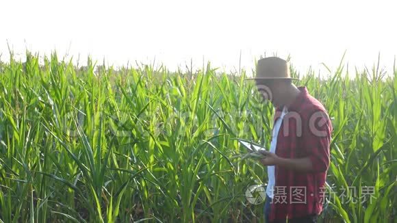 智慧农业概念。 男人慢动作视频农艺师在玉米地里拿着生活方式平板触摸电脑