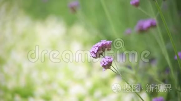 花园中的粉红色花朵模糊自然背景，复古风格的色彩色调，自然绿色模糊背景