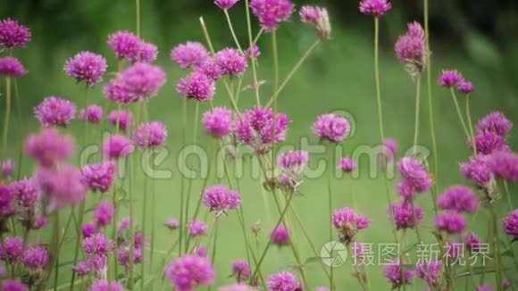 花园中的粉红色花朵模糊自然背景，复古风格的色彩色调，自然绿色模糊背景