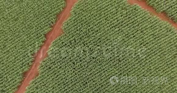 大豆田种植园鸟瞰视频