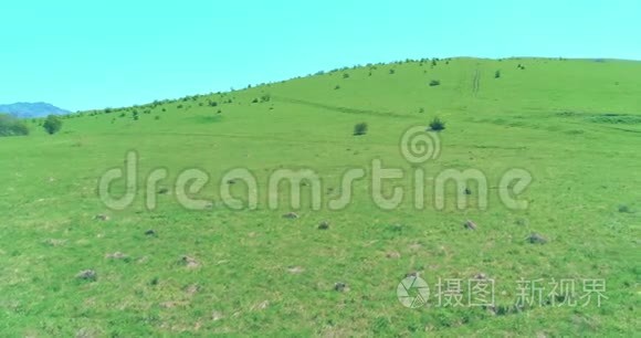 飞越山地草地上的野马群。 夏山野性.. 自由生态概念。