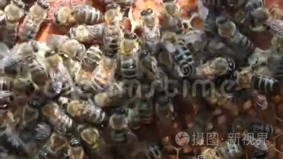 蜂巢里的蜜蜂视频