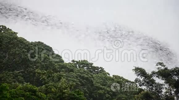 百万蝙蝠在高冲坡夜间飞行