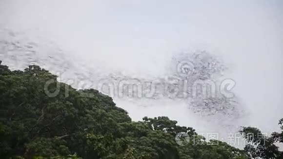 百万蝙蝠在高冲坡夜间飞行视频