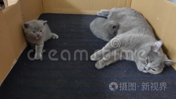 猫妈妈喂她的小猫视频