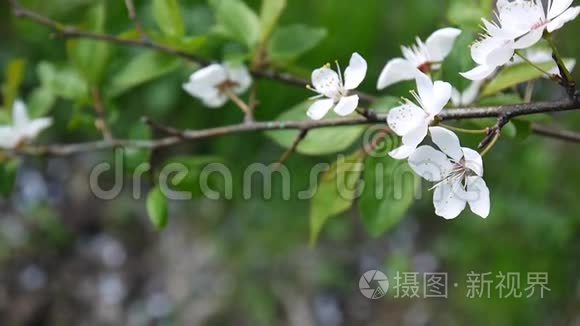 花树天樱花枝迎风盛开