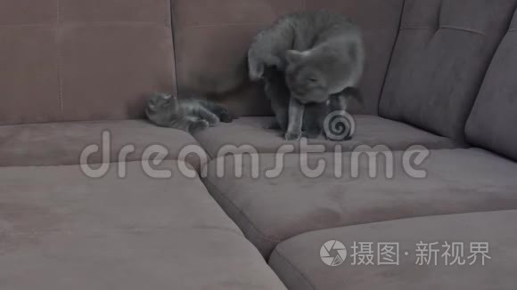 猫妈妈在沙发上和小猫玩视频