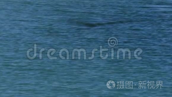 一只海豚在水下视频