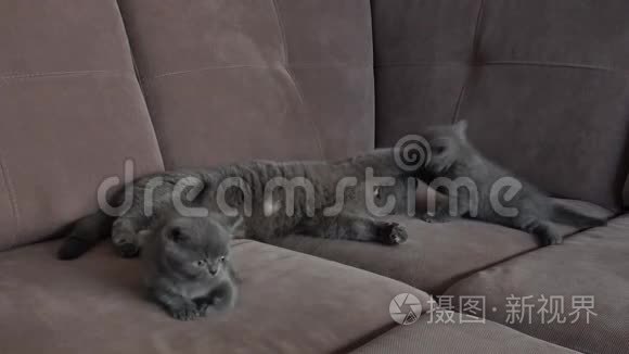 猫妈妈在沙发上和小猫玩视频