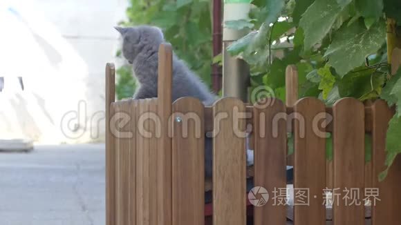 小猫在小木操场上玩耍视频