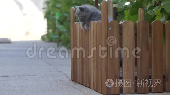 小猫在小木操场上玩耍视频