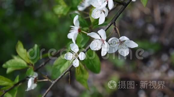 花树天樱花枝迎风盛开