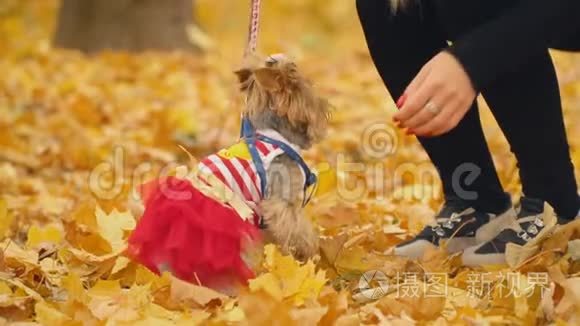 约克郡犬的女孩