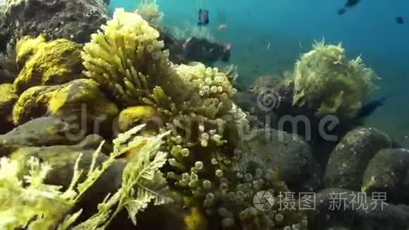 蓝海白葵中的黄色小丑鱼视频