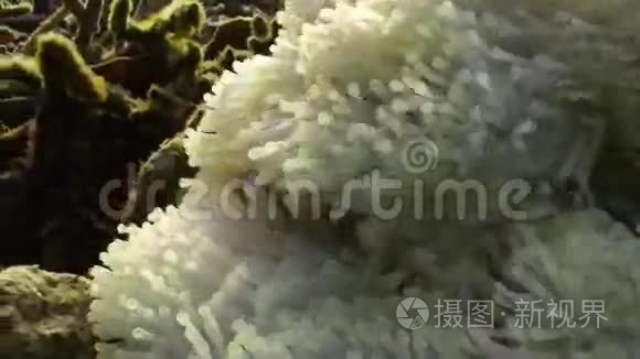 蓝海白葵中的黄色小丑鱼