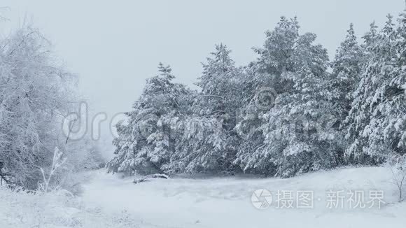 在白雪皑皑的野生森林里，冬天下雪